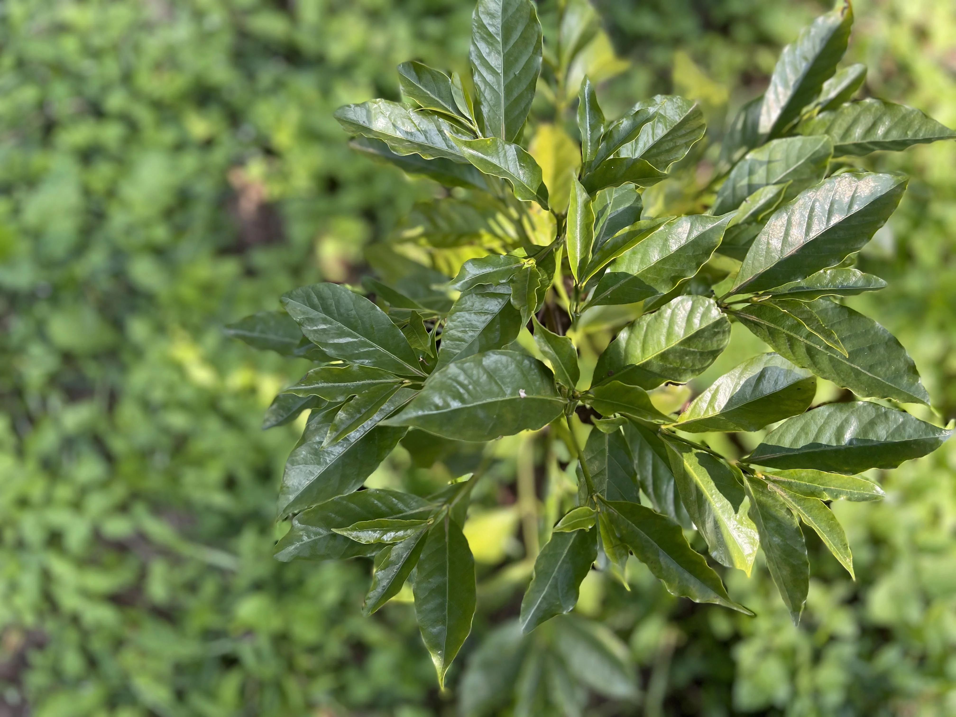 Coffee Plants in Bloom
