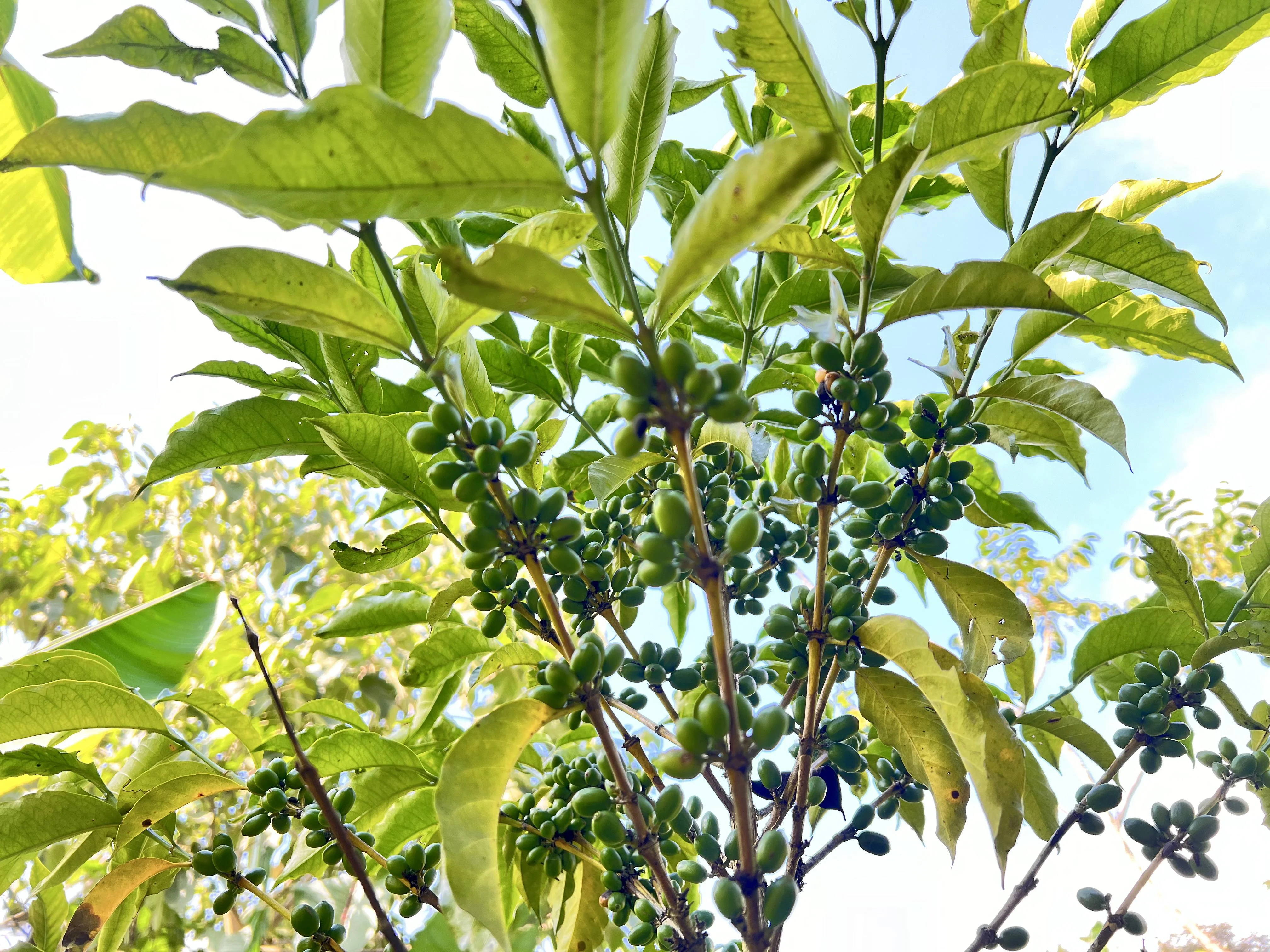 Washing Station 3 - Shakiso