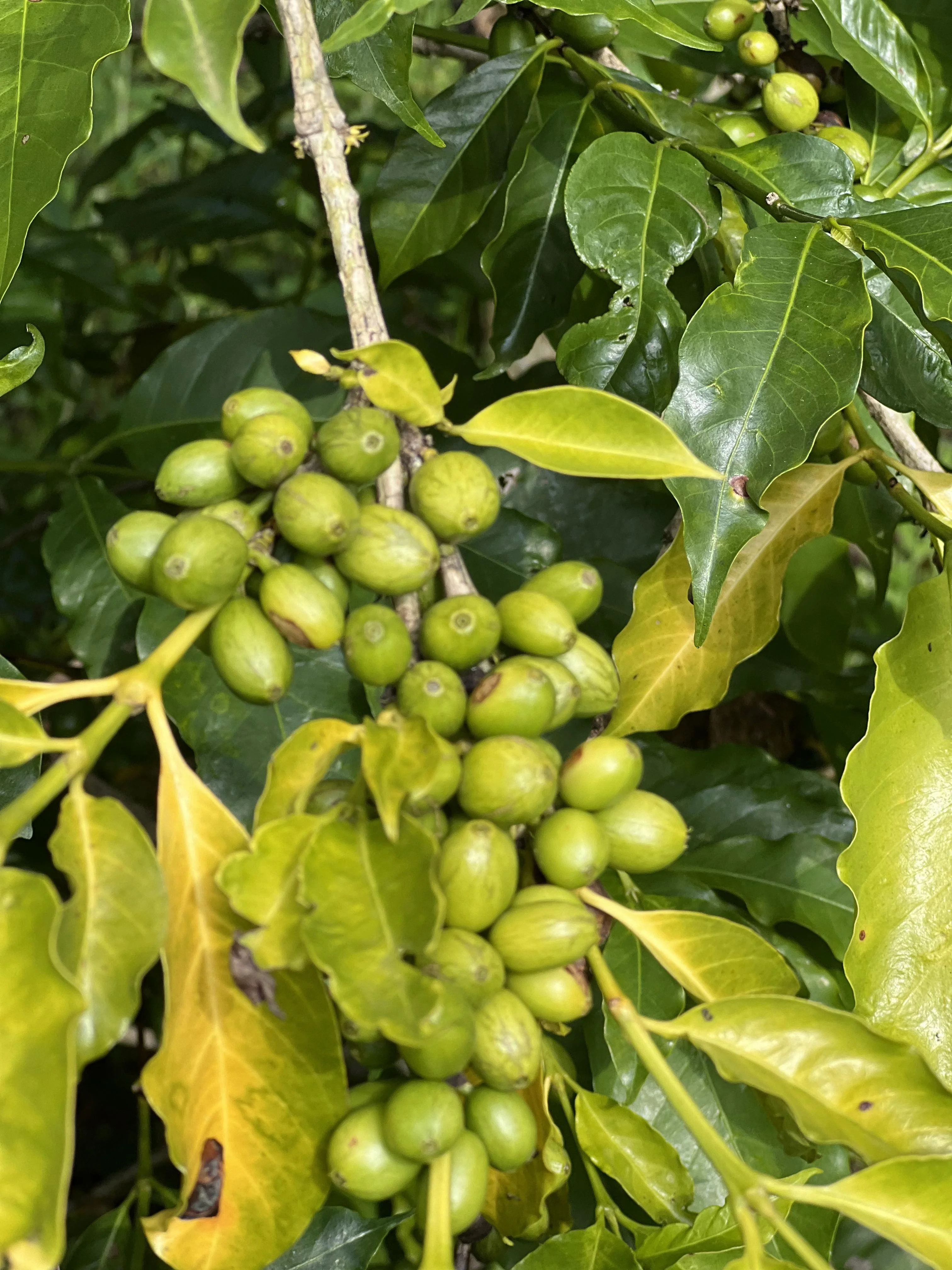 Quality Control Testing