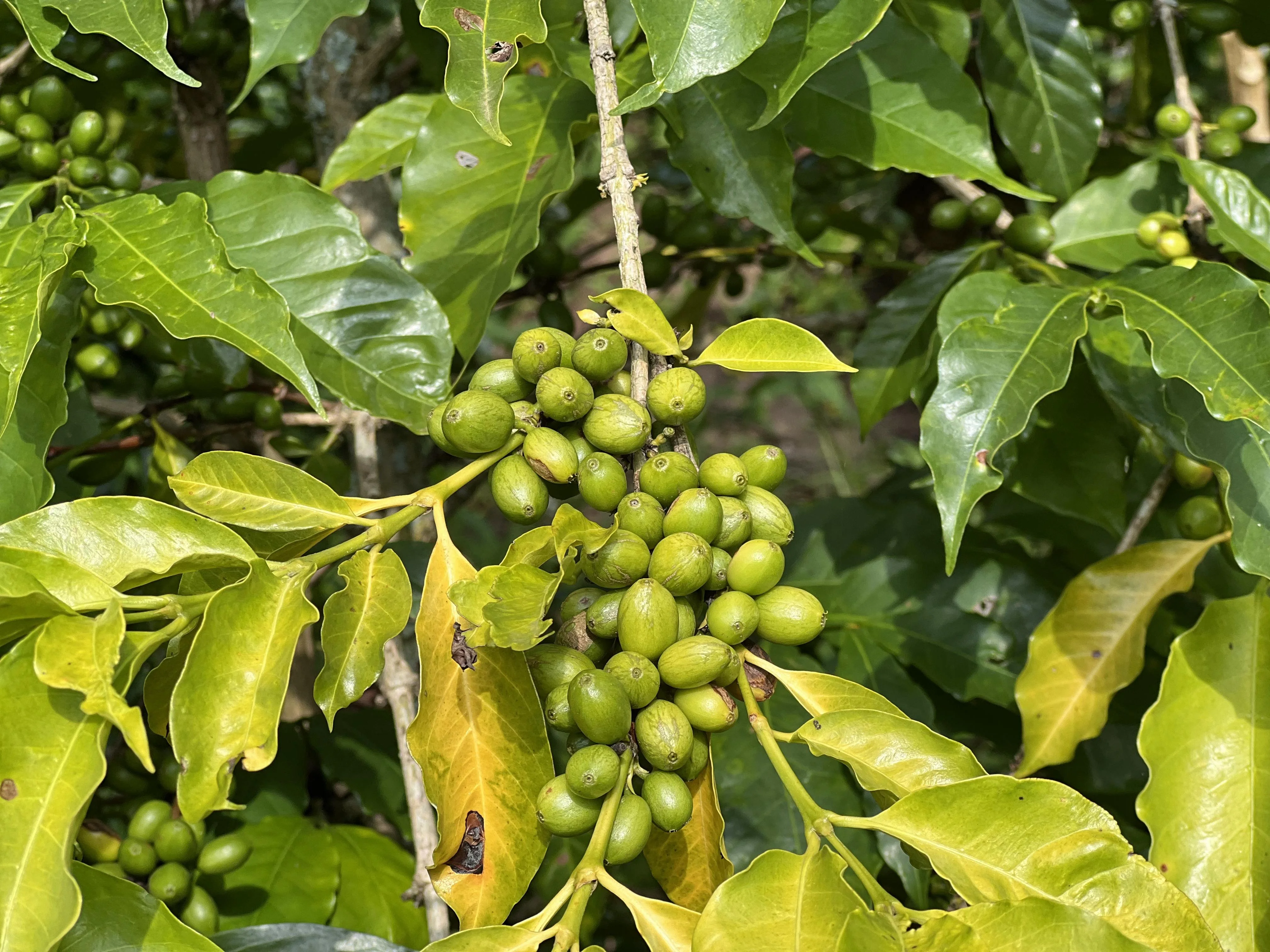 Washing Station 2 - Bule Hora