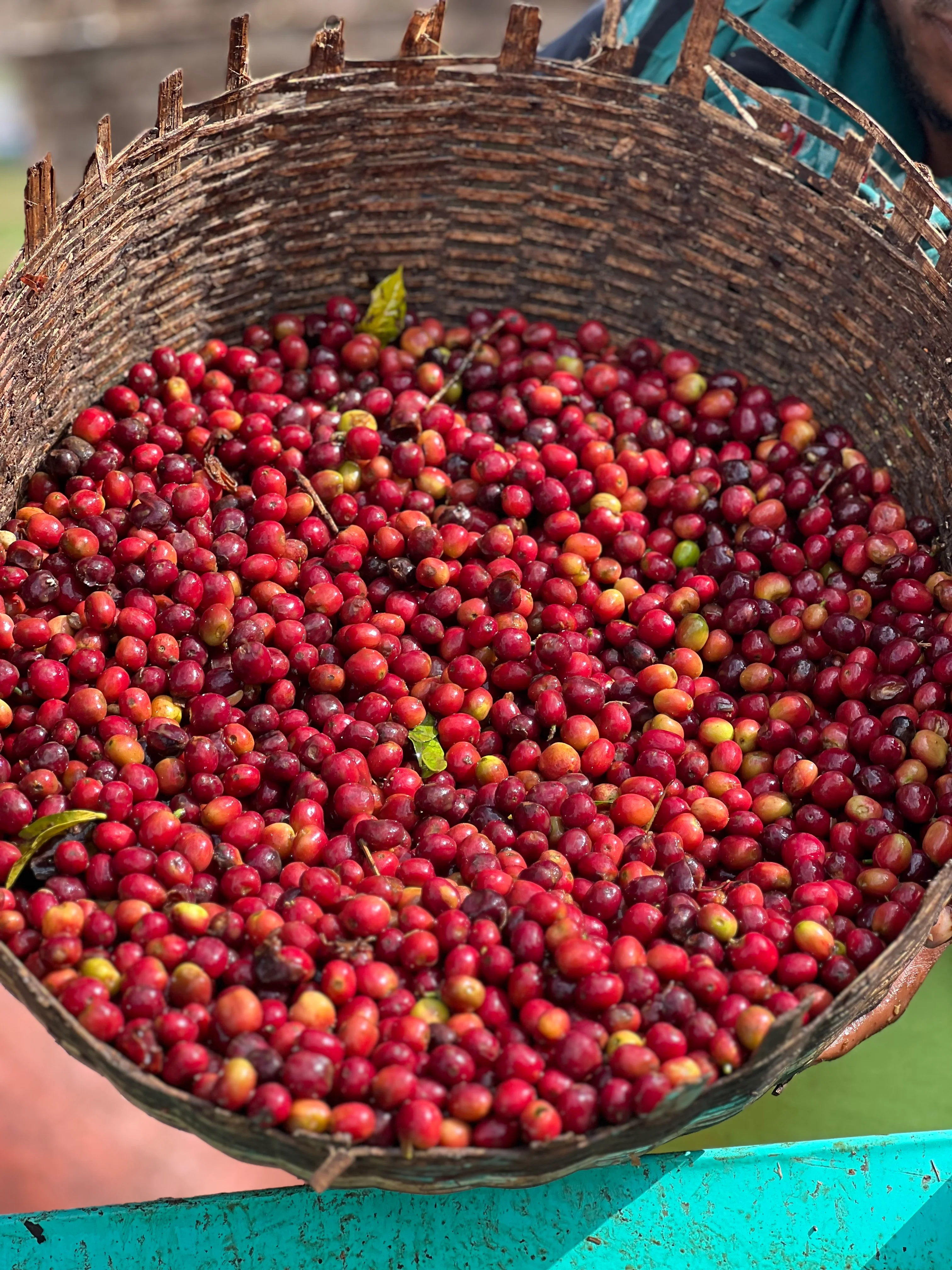 Sun Dried / Natural Coffee