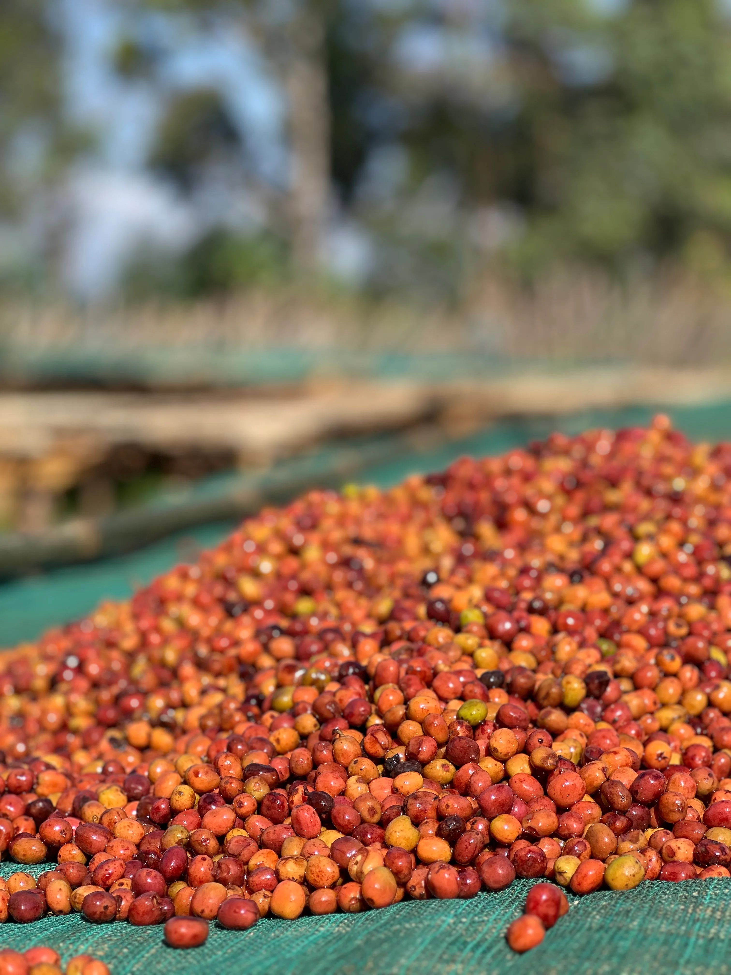 Premium Ethiopian Guji Coffee