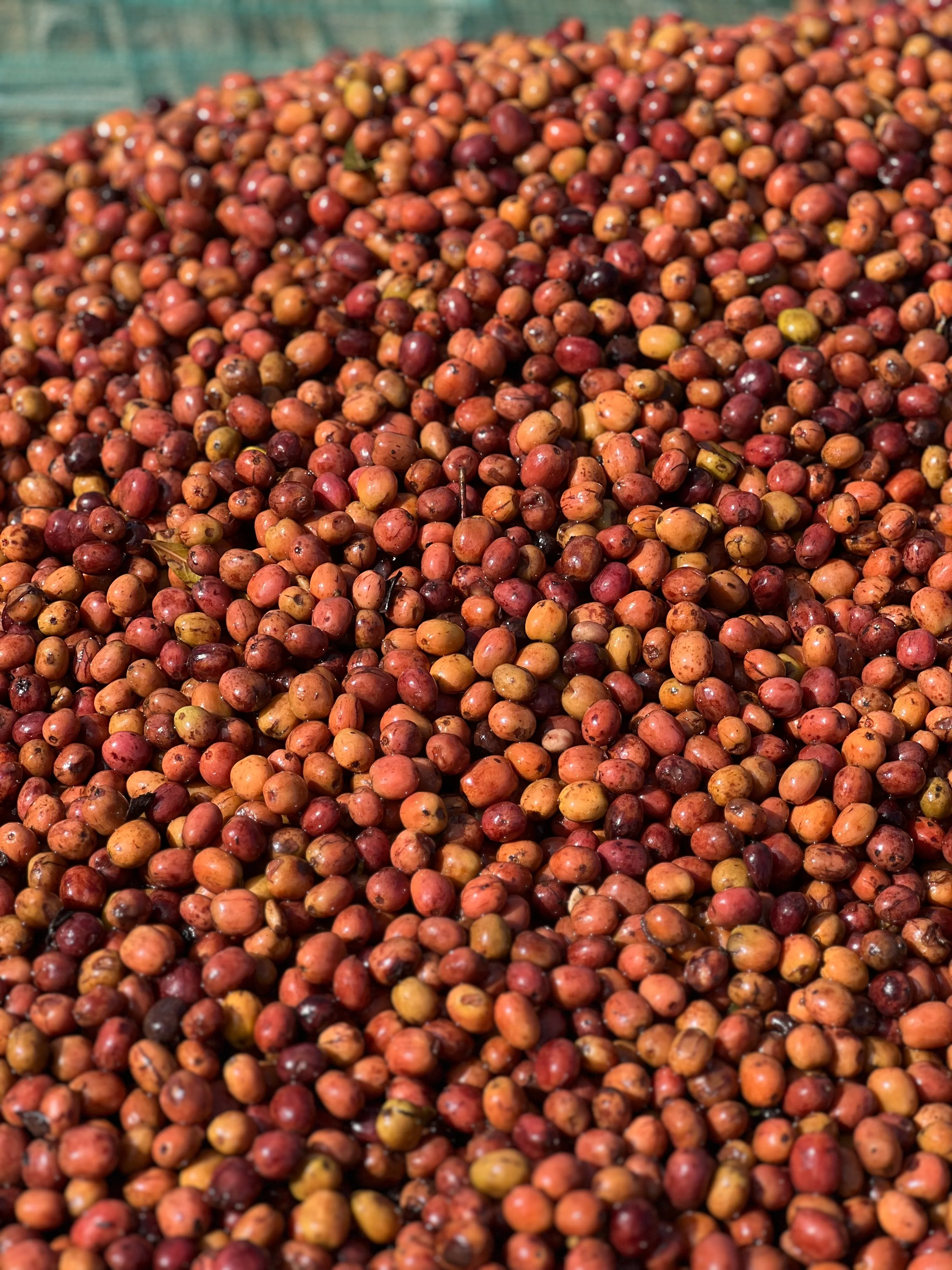 Premium Ethiopian Guji Coffee
