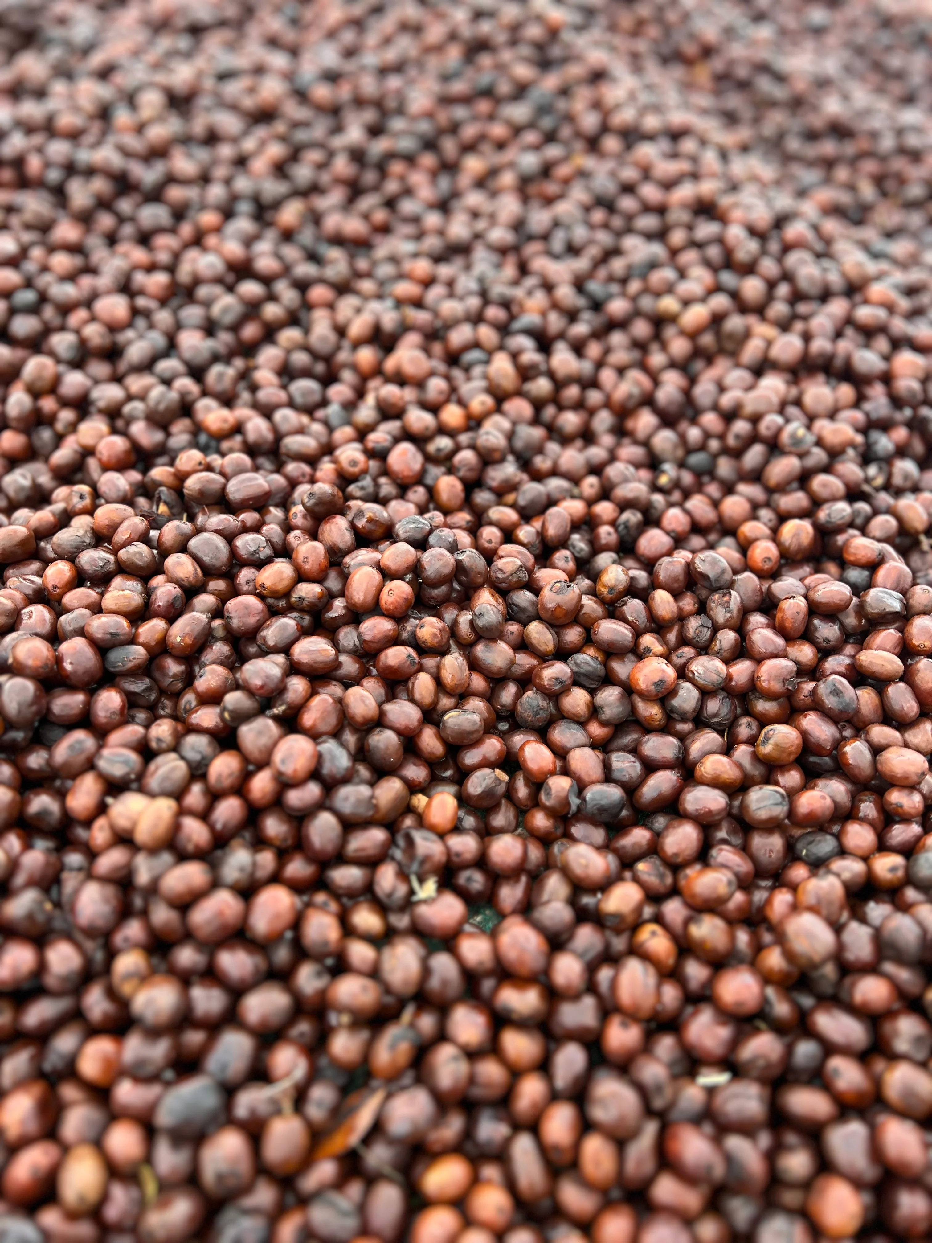 Premium Ethiopian Guji Coffee