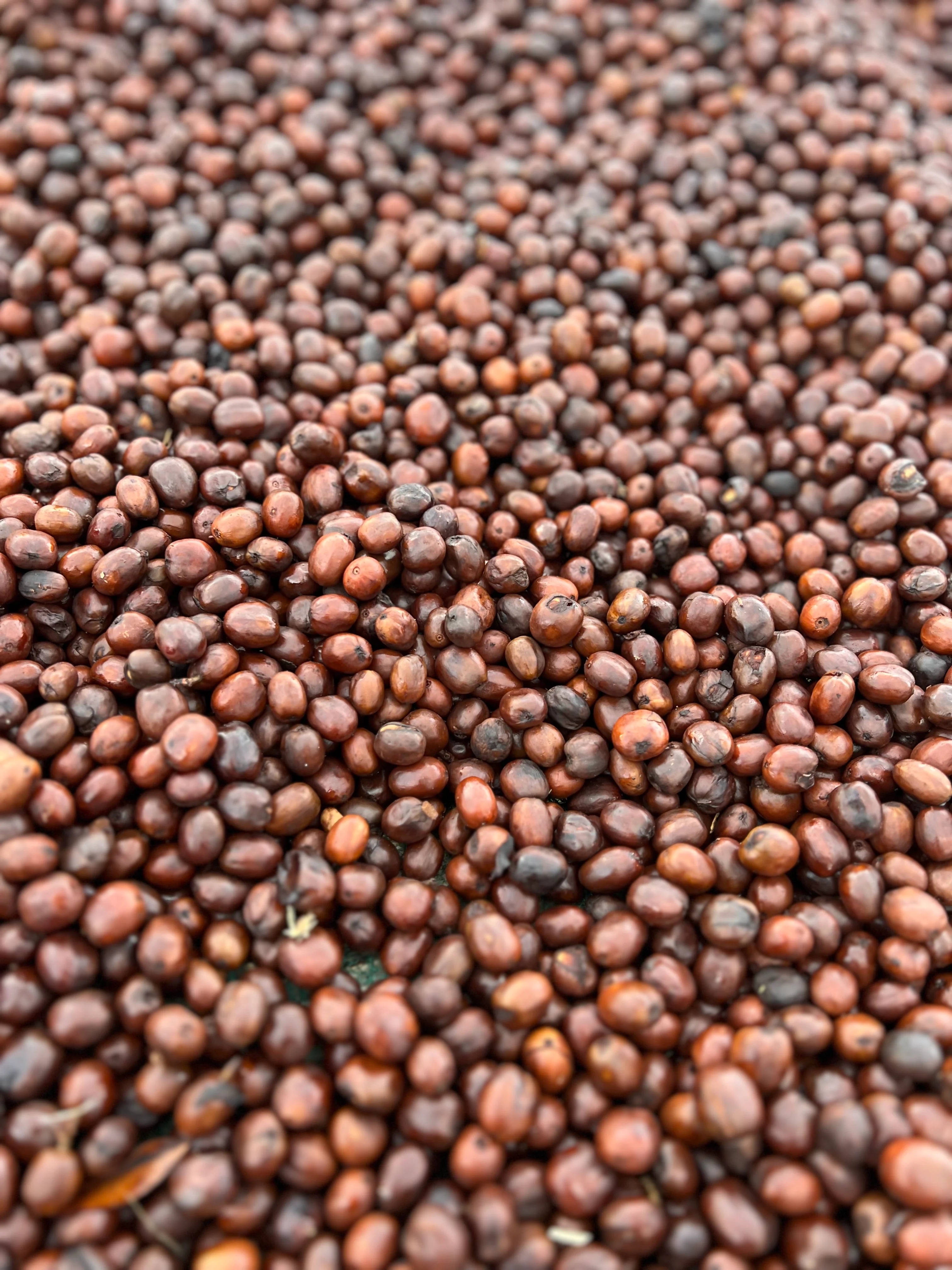 Premium Ethiopian Guji Coffee