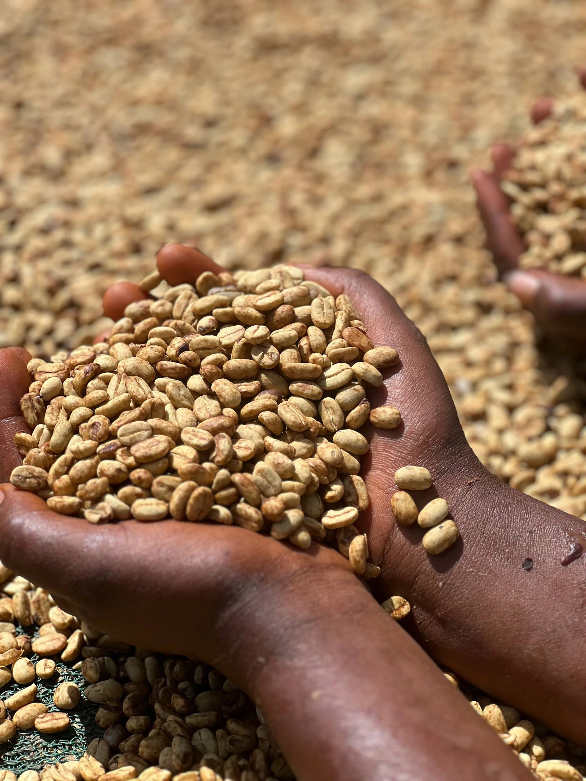 Honey Anaerobic Coffee